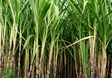 قصب السكر - ارشيفية